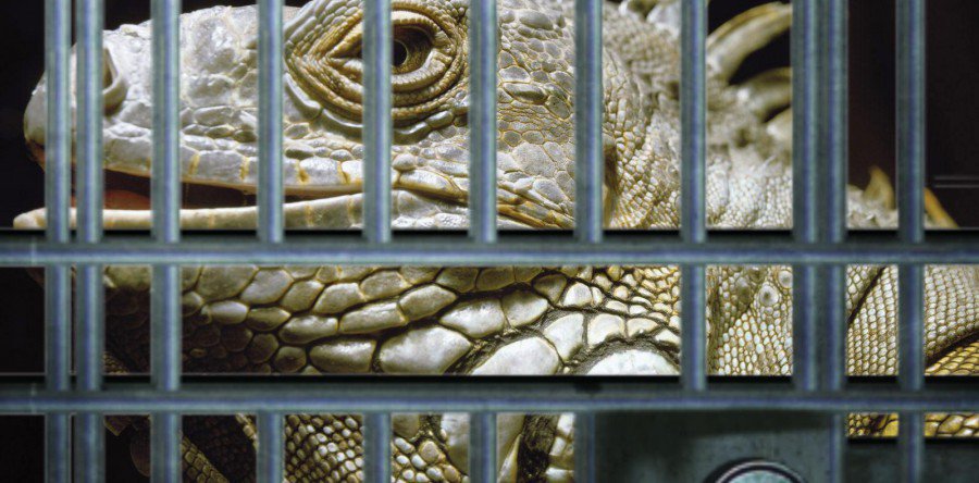 Правоохранителями задержаны пользователи инструмента хакеров из Lizard Squad