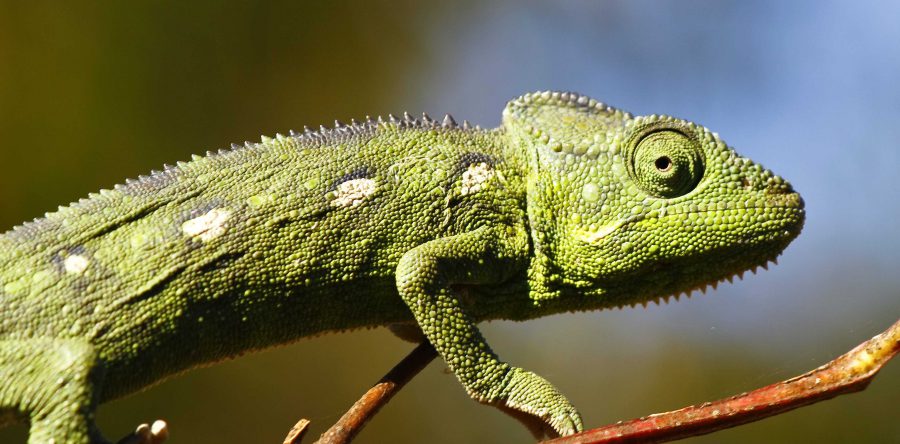 Lizard Squad атаковала игровые серверы Blizzard