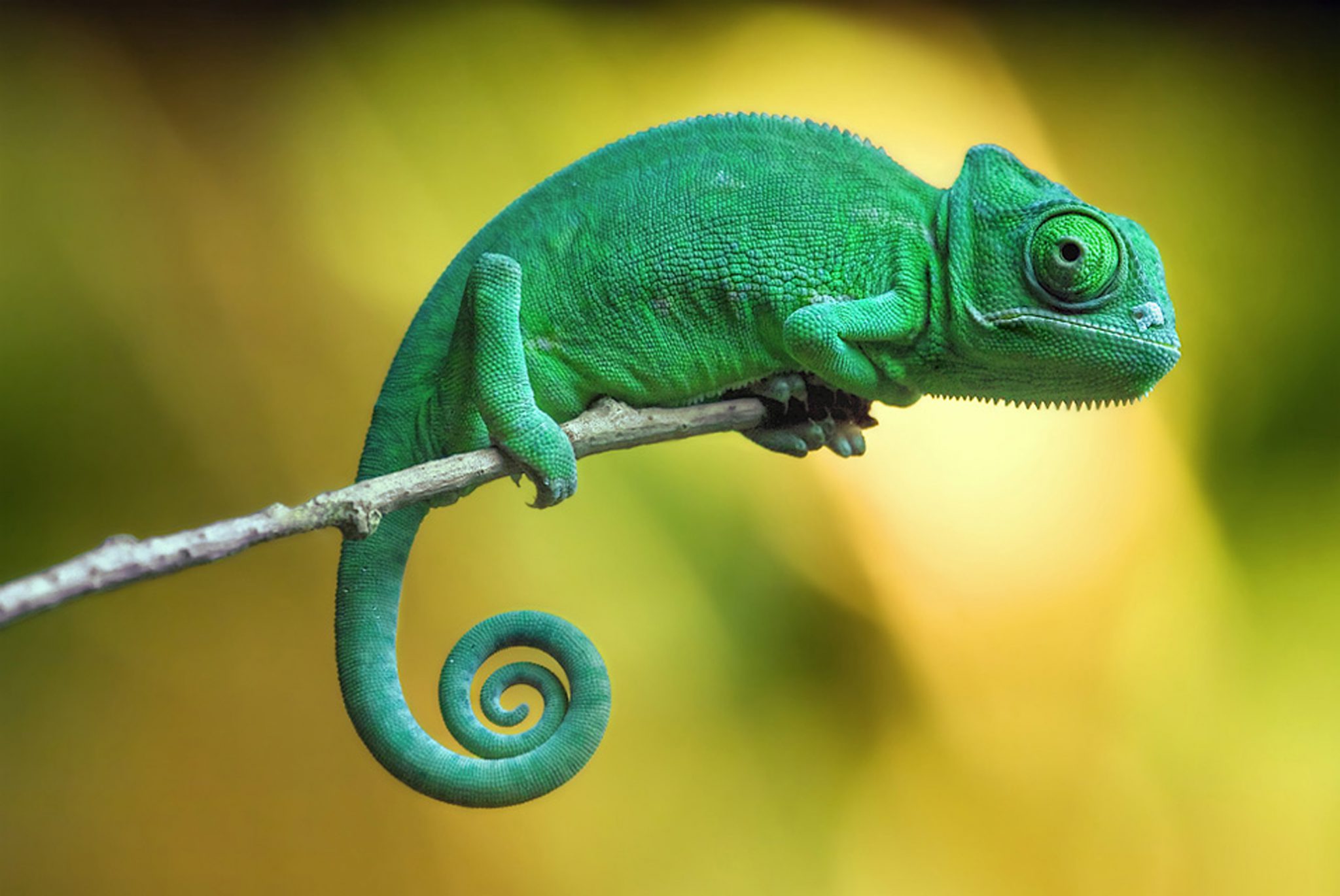 chameleon-image-7.jpg