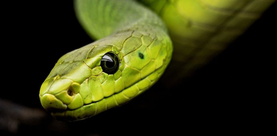 Вредоносная программа Snake разрушает 50 приложений всего за 25 долларов