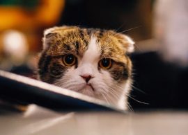 Популярное приложение для вопросов и ответов Curious Cat теряет контроль над своим доменом и публикует странные твиты