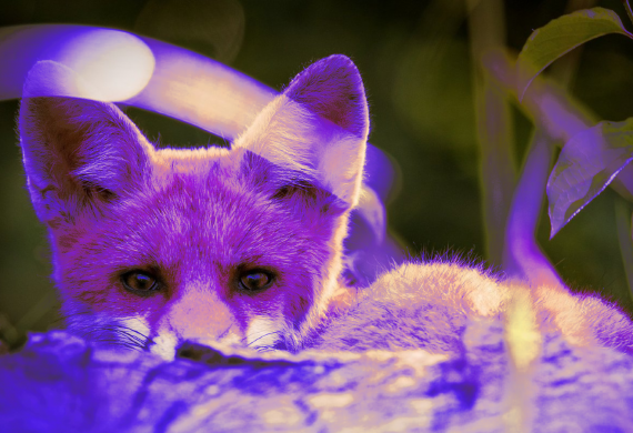 Вредоносное ПО Purple Fox распространяется через установщики Telegram