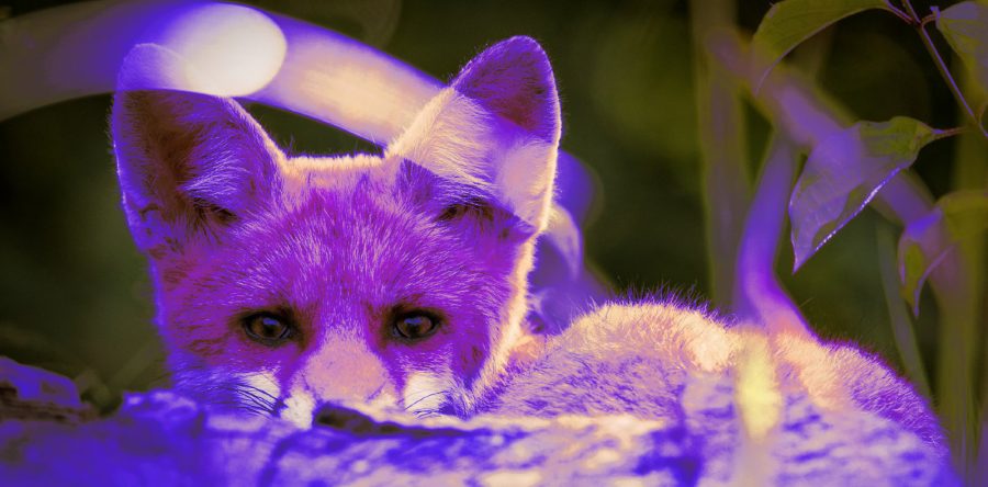 Вредоносное ПО Purple Fox распространяется через установщики Telegram