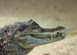 Выявлено новое вредоносное банковское ПО для Android под названием Crocodilus